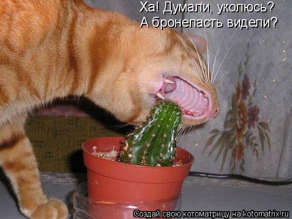 Ха! Думали, уколюсь? А бронепасть видели?... Котоматрица: Ха! Думали, уколюсь? А бронепасть видели?