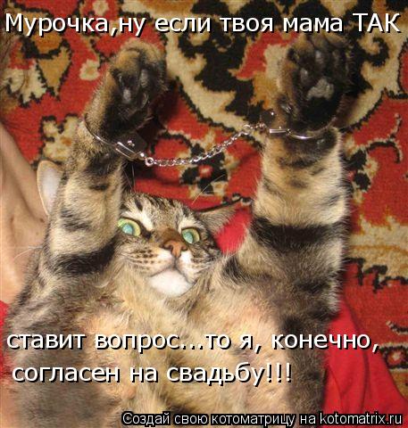 Мурочка,ну если твоя мама ТАК ставит вопрос...то я, конечно, согласен на свадьбу!!!... Котоматрица: Мурочка,ну если твоя мама ТАК ставит вопрос...то я, конечно, согласен на свадьбу!!!