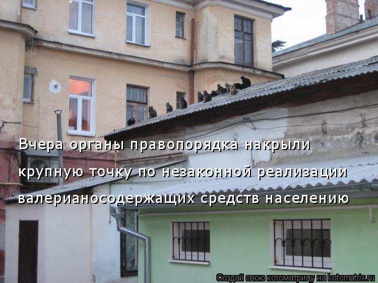 Вчера органы правопорядка накрыли крупную точку по незаконной реализации валерианосодержащих средств ... Котоматрица: Вчера органы правопорядка накрыли крупную точку по незаконной реализации валерианосодержащих средств населению