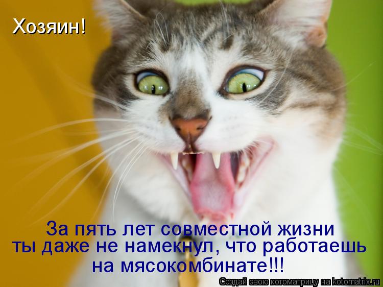 Хозяин! За пять лет совместной жизни ты даже не намекнул, что работаешь на мясокомбинате!!!... Котоматрица: Хозяин! За пять лет совместной жизни ты даже не намекнул, что работаешь на мясокомбинате!!!
