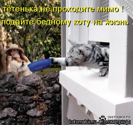 Котоматрица: тётенька,не проходите мимо ! подайте бедному коту на жизнь ...