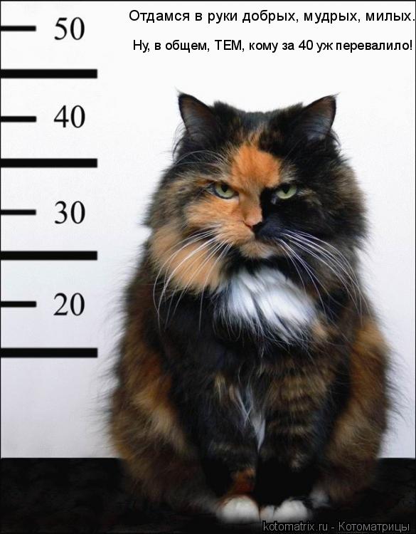 Котоматрица: Ну, в общем, ТЕМ, кому за 40 уж перевалило! Отдамся в руки добрых, мудрых, милых.