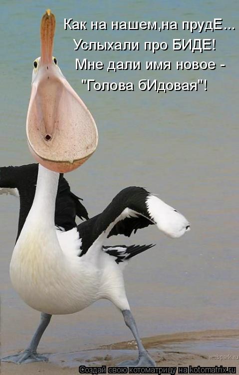Как на нашем,на прудЕ... Услыхали про БИДЕ! Мне дали имя новое - "Голова бИдовая"!... Котоматрица: Как на нашем,на прудЕ... Услыхали про БИДЕ! Мне дали имя новое - "Голова бИдовая"!