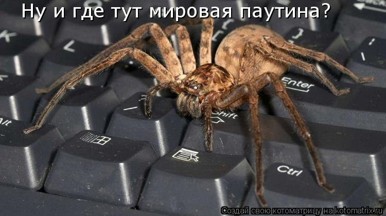 Ну и где тут мировая паутина?... Котоматрица: Ну и где тут мировая паутина?