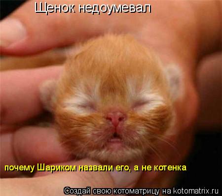 Щенок недоумевал почему Шариком назвали его, а не котенка... Котоматрица: Щенок недоумевал почему Шариком назвали его, а не котенка