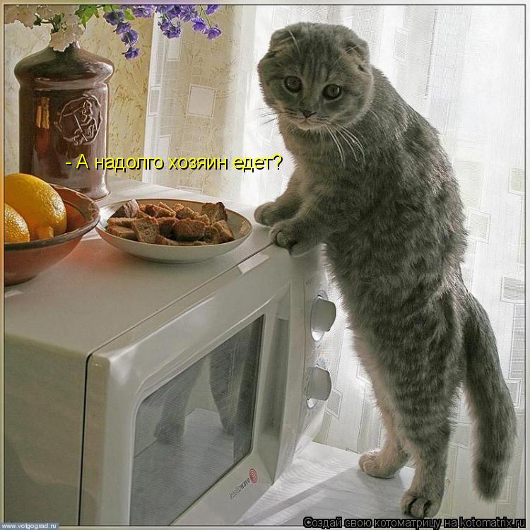 - А надолго хозяин едет?... Котоматрица: - А надолго хозяин едет?