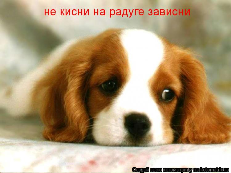 не кисни на радуге зависни... Котоматрица: не кисни на радуге зависни