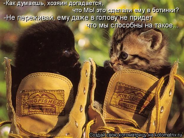 Котоматрица: -Как думаешь, хозяин догадается,  что МЫ это сделали ему в ботинки? -Не переживай, ему даже в голову не придет  что мы способны на такое...