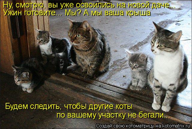 Ну, смотрю, вы уже освоились на новой даче... Ужин готовите... Мы? А мы ваша крыша Будем следить, что... Котоматрица: Ну, смотрю, вы уже освоились на новой даче... Ужин готовите... Мы? А мы ваша крыша Будем следить, чтобы другие коты по вашему участку не бегали..