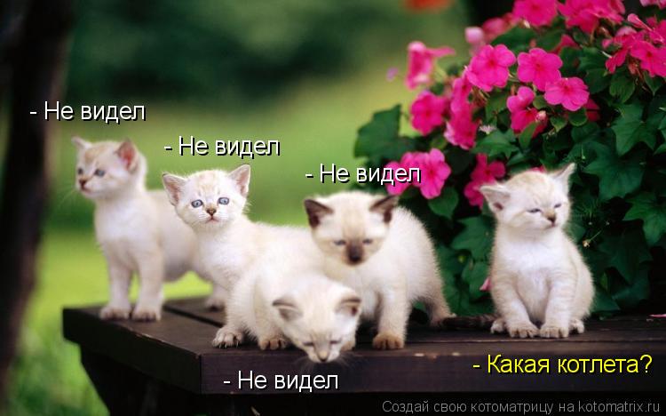 - Не видел - Не видел - Не видел - Не видел - Какая котлета?... Котоматрица: - Не видел - Не видел - Не видел - Не видел - Какая котлета?