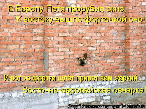 В Европу Петя прорубил окно, И вот из фортки шлёт привет вам жаркий... Восточно-европейская овчарка! ... Котоматрица: В Европу Петя прорубил окно, И вот из фортки шлёт привет вам жаркий... Восточно-европейская овчарка! К востоку вышло форточкой оно!