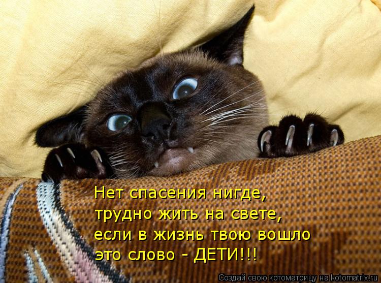 Котоматрица: Нет спасения нигде, трудно жить на свете, если в жизнь твою вошло это слово - ДЕТИ!!!