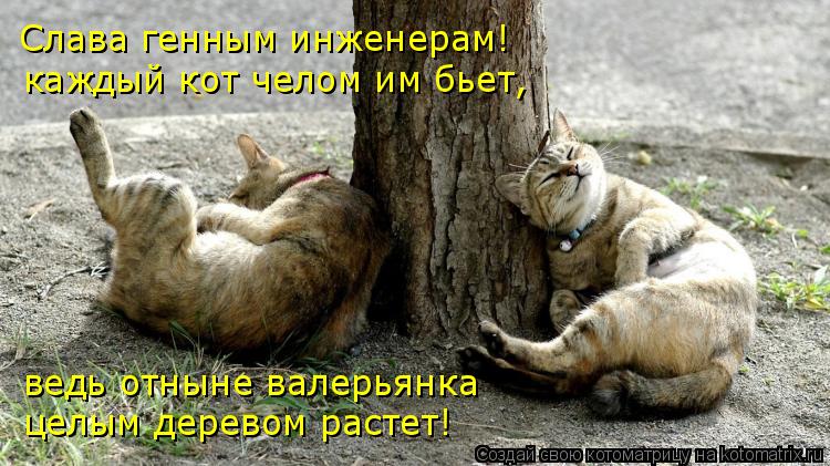 Котоматрица: ведь отныне валерьянка целым деревом растет! каждый кот челом им бьет, Слава генным инженерам!