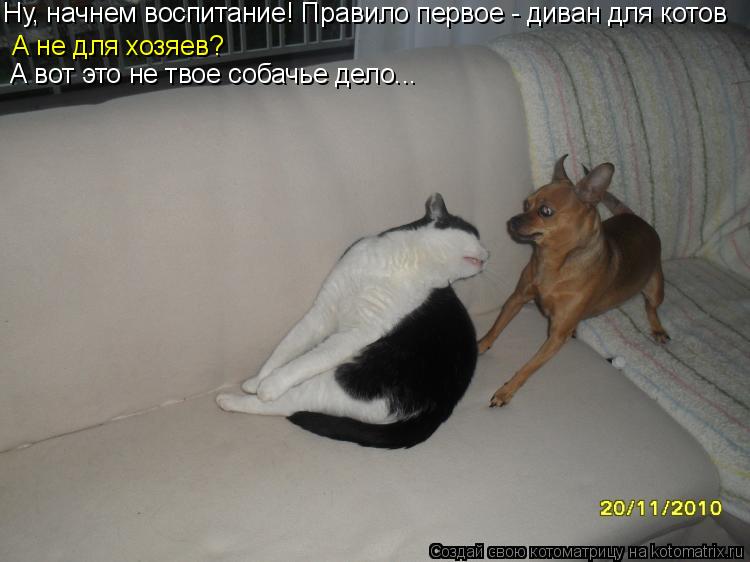 Ну, начнем воспитание! Правило первое - диван для котов А не для хозяев? А вот это не твое собачье де... Котоматрица: Ну, начнем воспитание! Правило первое - диван для котов А не для хозяев? А вот это не твое собачье дело...
