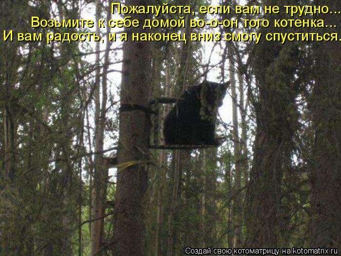 Пожалуйста, если вам не трудно... Возьмите к себе домой во-о-он того котенка... И вам радость, и я на... Котоматрица: Пожалуйста, если вам не трудно... Возьмите к себе домой во-о-он того котенка... И вам радость, и я наконец вниз смогу спуститься.