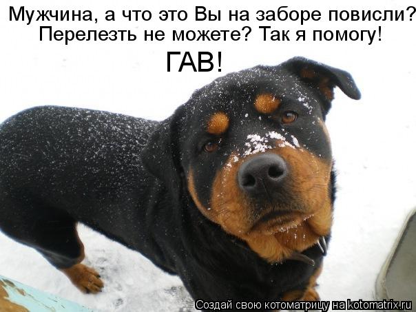Мужчина, а что это Вы на заборе повисли? Перелезть не можете? Так я помогу! ГАВ!... Котоматрица: Мужчина, а что это Вы на заборе повисли? Перелезть не можете? Так я помогу! ГАВ!
