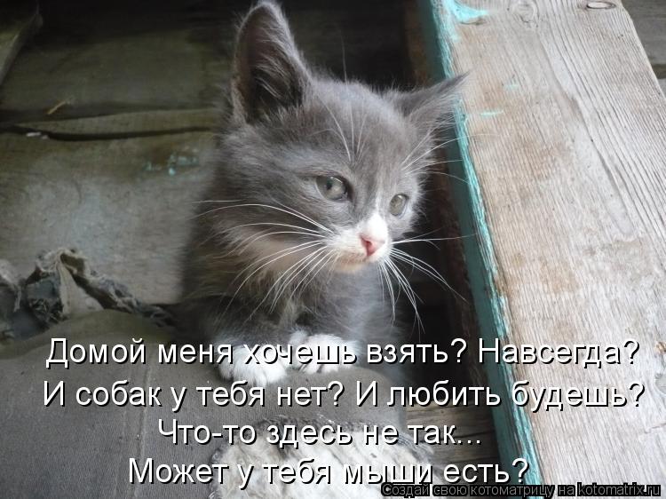 Котоматрица: Домой меня хочешь взять? Навсегда?  И собак у тебя нет? И любить будешь?  Что-то здесь не так... Может у тебя мыши есть?