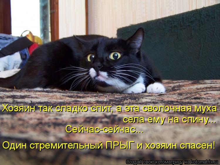 Котоматрица: Хозяин так сладко спит, а эта сволочная муха  села ему на спину... Сейчас-сейчас... Один стремительный ПРЫГ и хозяин спасен!