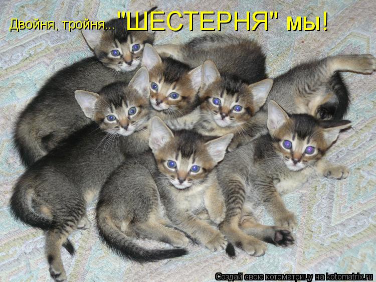 Двойня, тройня... "ШЕСТЕРНЯ" мы!... Котоматрица: Двойня, тройня... "ШЕСТЕРНЯ" мы!