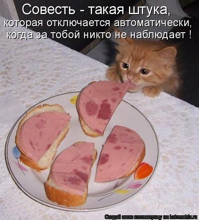 когда за тобой никто не наблюдает ! которая отключается автоматически, Совесть - такая штука,... Котоматрица: когда за тобой никто не наблюдает ! которая отключается автоматически, Совесть - такая штука,