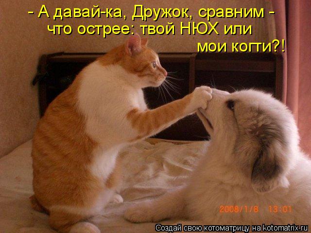 - А давай-ка, Дружок, сравним - что острее: твой НЮХ или мои когти?!... Котоматрица: - А давай-ка, Дружок, сравним - что острее: твой НЮХ или мои когти?!