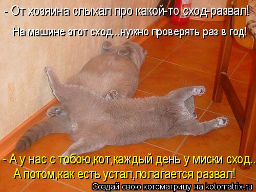 Котоматрица: - А у нас с тобою,кот,каждый день у миски сход... А потом,как есть устал,полагается развал! - От хозяина слыхал про какой-то сход-развал! На маши