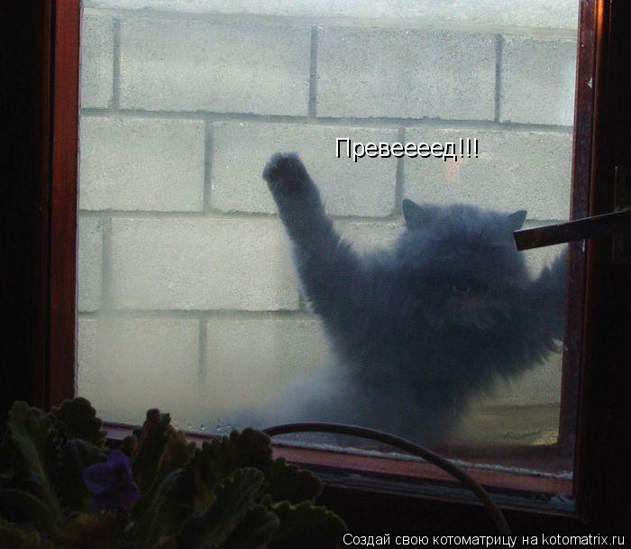 Превеееед!!!... Котоматрица: Превеееед!!!