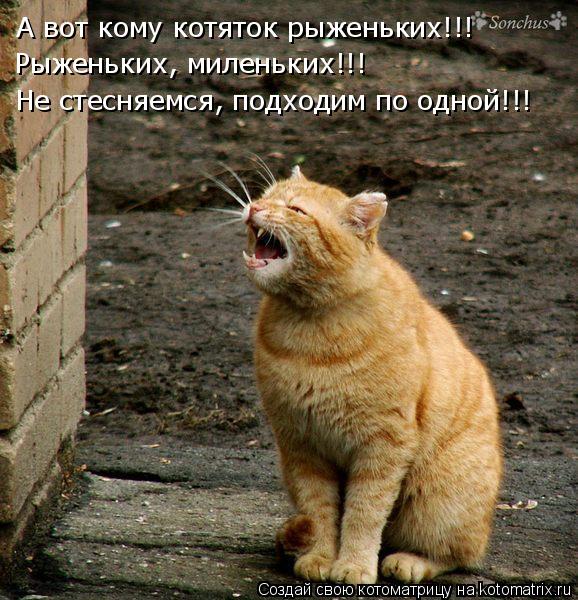 А вот кому котяток рыженьких!!! Рыженьких, миленьких!!! Не стесняемся, подходим по одной!!!... Котоматрица: А вот кому котяток рыженьких!!! Рыженьких, миленьких!!! Не стесняемся, подходим по одной!!!