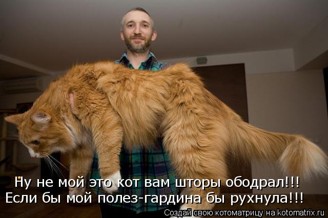Котоматрица: Ну не мой это кот вам шторы ободрал!!! Если бы мой полез-гардина бы рухнула!!!