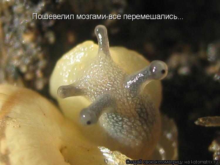 Пошевелил мозгами-все перемешались...... Котоматрица: Пошевелил мозгами-все перемешались...