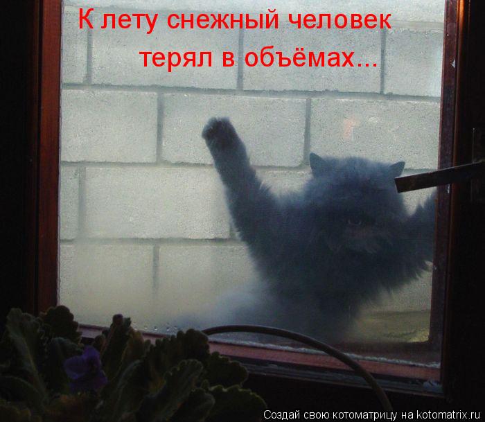 К лету снежный человек терял в объёмах...... Котоматрица: К лету снежный человек терял в объёмах...