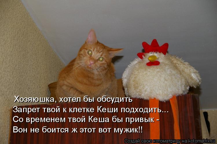 Котоматрица: Хозяюшка, хотел бы обсудить Запрет твой к клетке Кеши подходить... Со временем твой Кеша бы привык - Вон не боится ж этот вот мужик!!