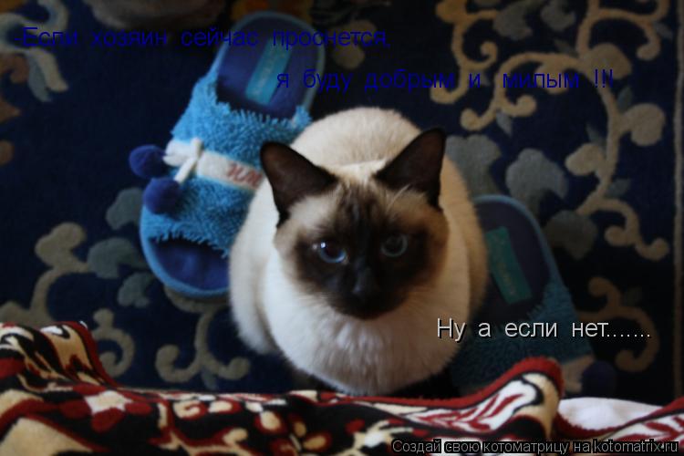Котоматрица: -Если  хозяин  сейчас  проснется, я  буду  добрым  и   милым  !!! Ну  а  если  нет.......
