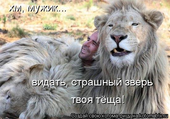 хм, мужик... видать, страшный зверь твоя тёща!... Котоматрица: хм, мужик... видать, страшный зверь твоя тёща!
