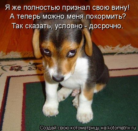 Я же полностью признал свою вину! А теперь можно меня покормить? Так сказать, условно - досрочно.... Котоматрица: Я же полностью признал свою вину! А теперь можно меня покормить? Так сказать, условно - досрочно.
