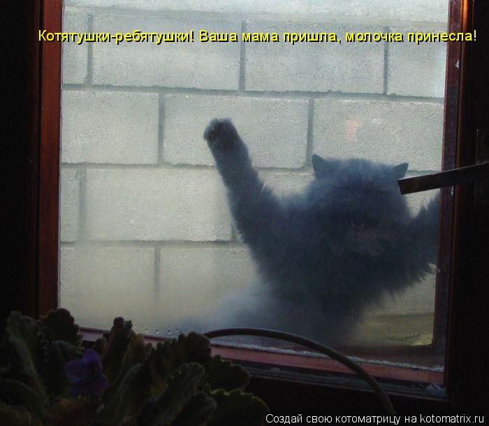 Котятушки-ребятушки! Ваша мама пришла, молочка принесла!... Котоматрица: Котятушки-ребятушки! Ваша мама пришла, молочка принесла!