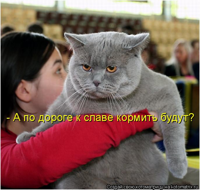 Котоматрица: - А по дороге к славе кормить будут?