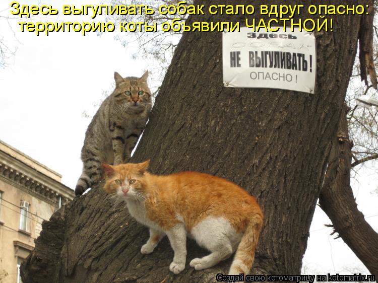 Здесь выгуливать собак стало вдруг опасно: территорию коты объявили ЧАСТНОЙ!... Котоматрица: Здесь выгуливать собак стало вдруг опасно: территорию коты объявили ЧАСТНОЙ!