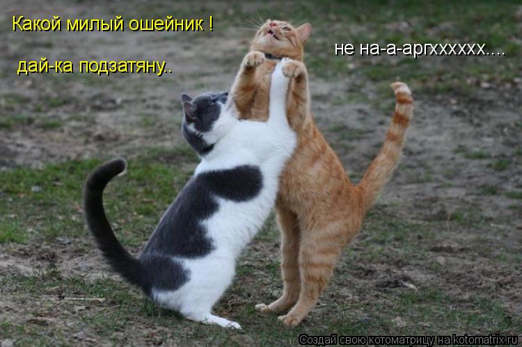 Котоматрица: Какой милый ошейник ! дай-ка подзатяну.. не на-а-аргхххххх....