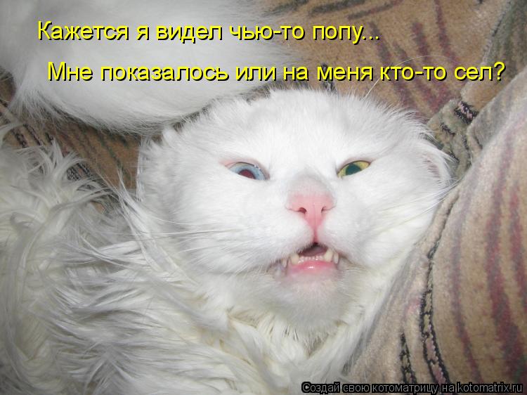 Котоматрица: Мне показалось или на меня кто-то сел? Кажется я видел чью-то попу...