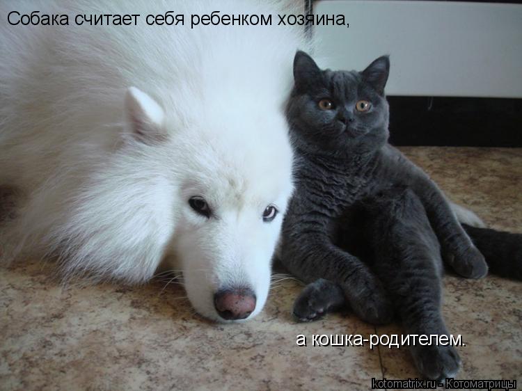Котоматрица: Собака считает себя ребенком хозяина, а кошка-родителем.