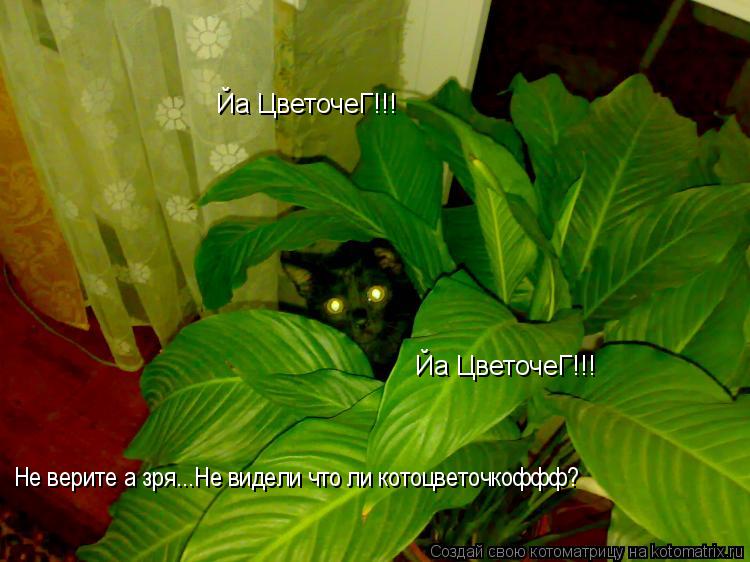 Котоматрица: Йа ЦветочеГ!!! Йа ЦветочеГ!!! Не верите а зря...Не видели что ли котоцветочкоффф?