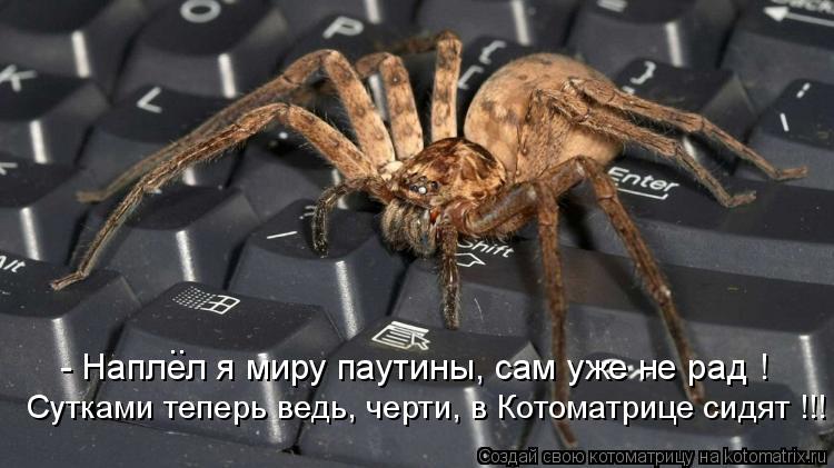 Сутками теперь ведь, черти, в Котоматрице сидят !!! - Наплел я миру паутины, сам уже не рад ! ..... Котоматрица: Сутками теперь ведь, черти, в Котоматрице сидят !!! - Наплел я миру паутины, сам уже не рад ! ..