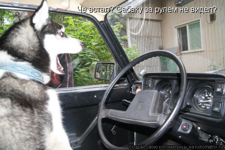 Котоматрица: Чё встал? Сабаку за рулём не видел?