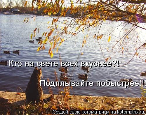 Котоматрица: Кто на свете всех вкуснее?! Подплывайте побыстрее!!!
