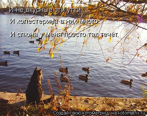 Котоматрица: И не вкусные эти утки. И холестерина в них много. И слюна у меня просто так течёт.