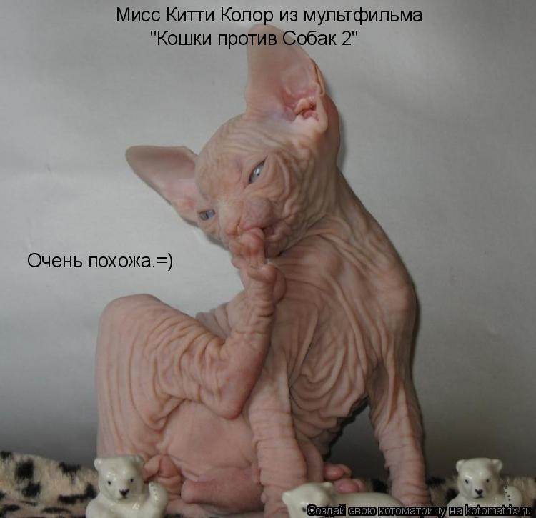Мисс Китти Колор из мультфильма "Кошки против Собак 2" Очень похожа.=)... Котоматрица: Мисс Китти Колор из мультфильма "Кошки против Собак 2" Очень похожа.=)