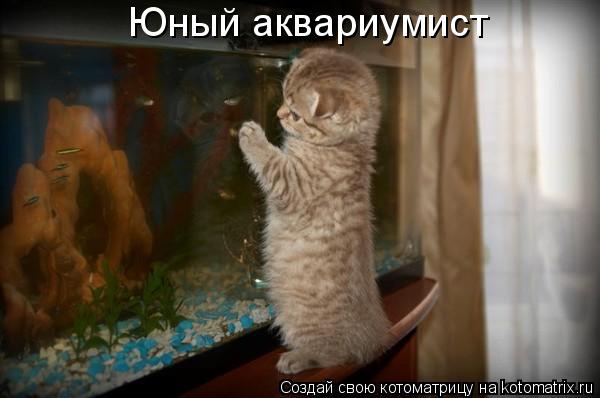 Юный аквариумист... Котоматрица: Юный аквариумист