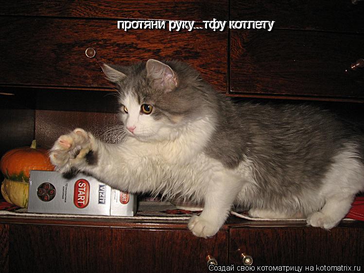 протяни руку...тфу котлету протяни руку...тфу котлету протяни руку...тфу котлету протяни руку...тфу к... Котоматрица: протяни руку...тфу котлету протяни руку...тфу котлету протяни руку...тфу котлету протяни руку...тфу котлету протяни руку...тфу котлету