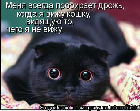 Котоматрица: Меня всегда пробирает дрожь, когда я вижу кошку, видящую то, чего я не вижу.